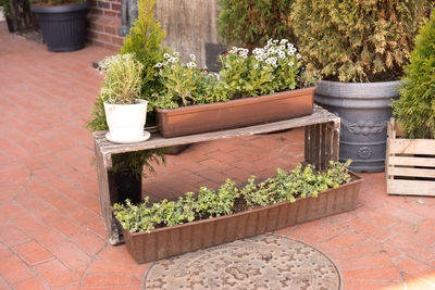 Potted plants in yard