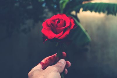 Close-up of hand holding red rose