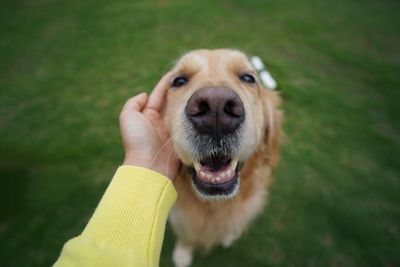 Portrait of dog hand