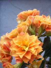 Close-up of flowers blooming outdoors