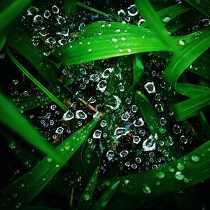 Close-up of water drops on leaves