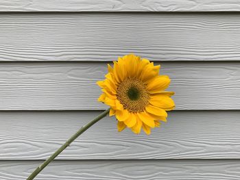 Close-up of yellow flower on bed