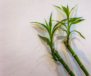 Close-up of fresh green plant against wall