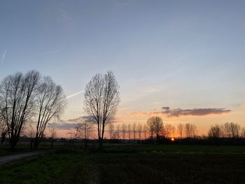 Bare trees on field against sky during sunset