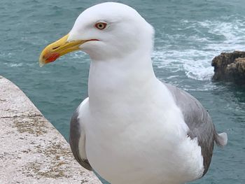 Close-up of seagull by sea