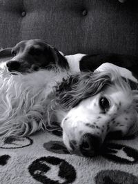 Close-up portrait of dog