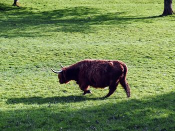 Horse grazing in field