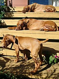 Two dogs lying on ground