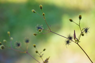 Close-up of flowers against blurred background