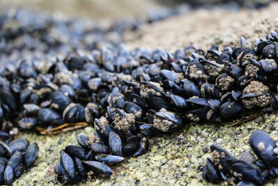 Moules on a rocks