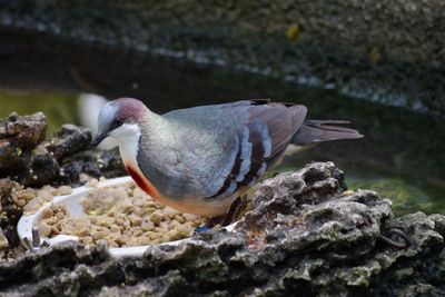 Close-up of luzon bleeding-heart dove by canal