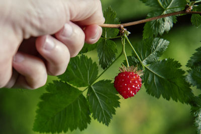 Vibrant wild red raspberry growing very ripe on a vine branch held by hand.