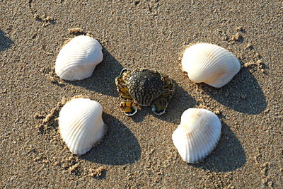 Close-up of seashell on beach
