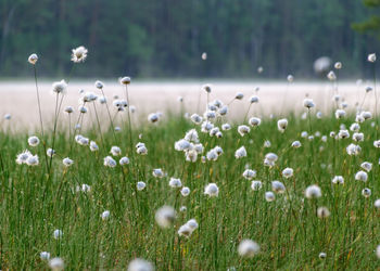 Gentle, white bog flowers, green background, sunny summer morning, fog in the background