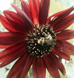 Close-up of red flower