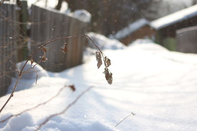 Close-up of insect on snow