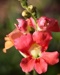 Close-up of pink flower