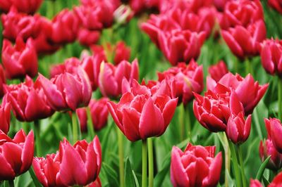 Close-up of flowers