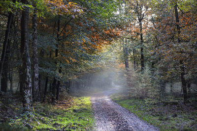 Road amidst trees in forest during autumn