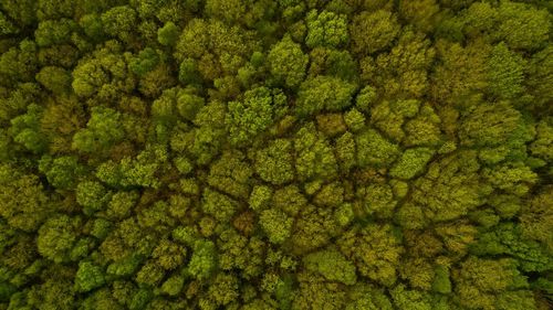 Full frame shot of green leaves