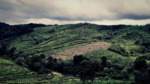 Scenic view of agricultural landscape against sky