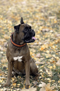 Dog looking away on field during autumn