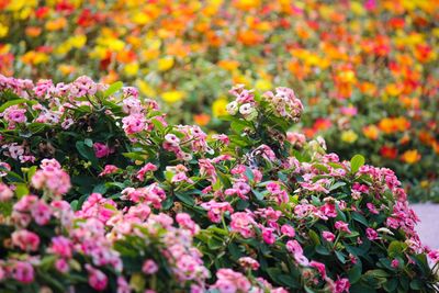 Close-up of flowers