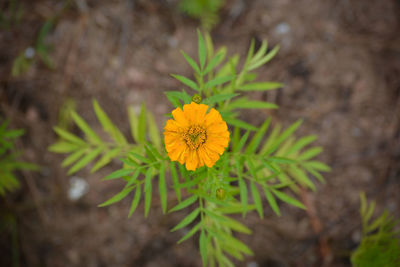 Close-up of yellow flowering plant