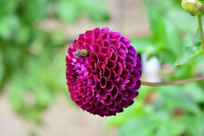 Close-up of pink rose flower