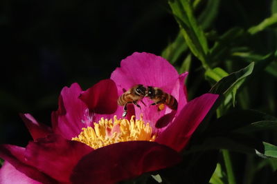 Close-up of bee pollinating on pink flower