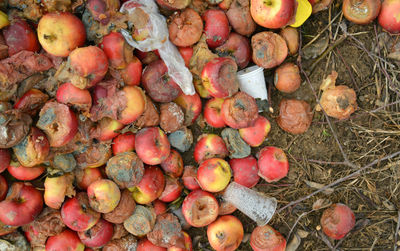 High angle view of pumpkins