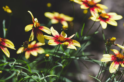 Close-up of flowering plants