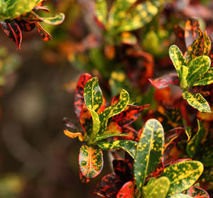 Close-up of red flowering plant