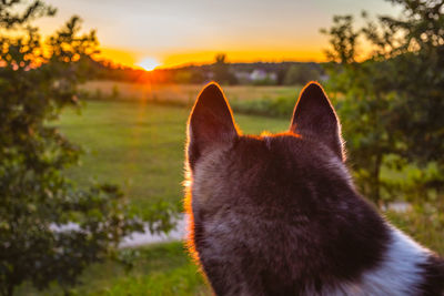 Close-up of a cat looking at sunset