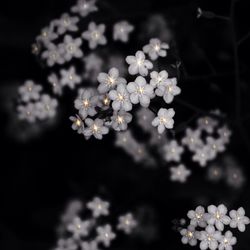 Close-up of white flowers