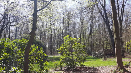 Plants and trees in forest