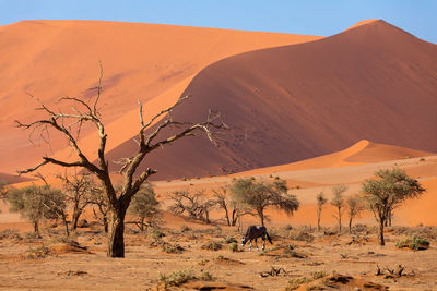 Scenic view of desert with oryx grazing on field against sky
