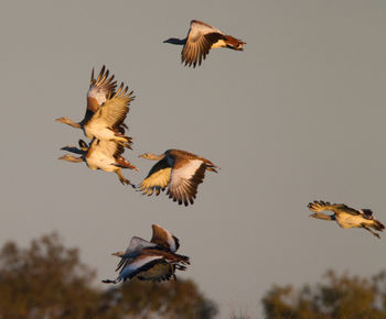 Close-up of birds flying against clear sky