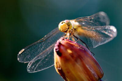 Close-up of dragonfly on bud