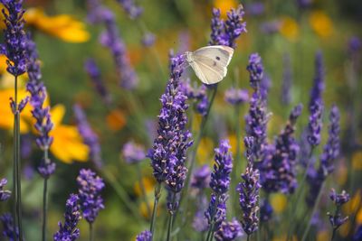 Close-up of butterfly on purple flowers