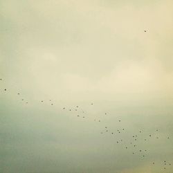 Low angle view of birds flying against sky