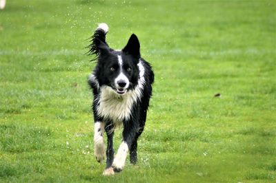 Portrait of dog running on field