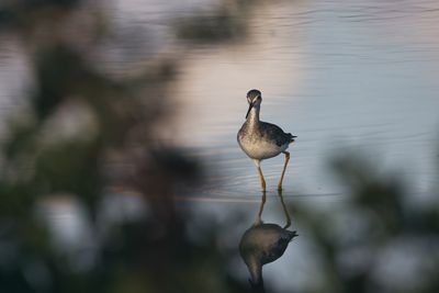 Close-up of bird in lake