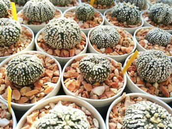 High angle view of various fruits at market stall