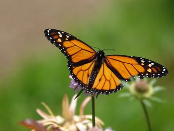 Close-up of butterfly pollinating on flower