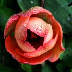 Close-up of wet red rose blooming outdoors