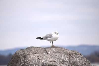 Seagull perching on rock