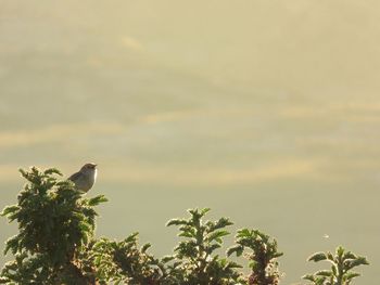 Low angle view of bird perching on a tree