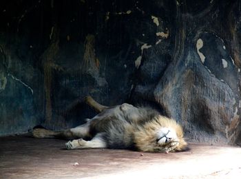 Lion sleeping on floor in zoo