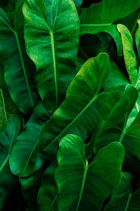 Full frame shot of green leaves